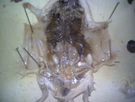DIssection en cours de bio