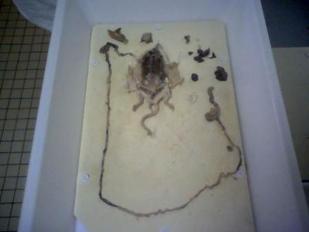 Dissection en cours de bio 2